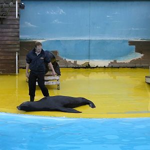 Sea Lion Show  -  26.07.2011