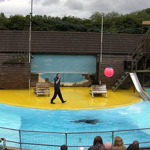 Sea Lion Show  -  26.07.2011