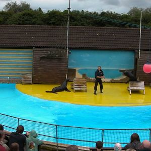 Sea Lion Show  -  26.07.2011