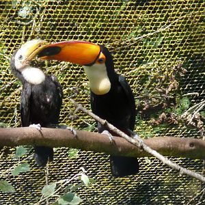 Toco Toucan chick