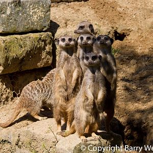 Meerkats