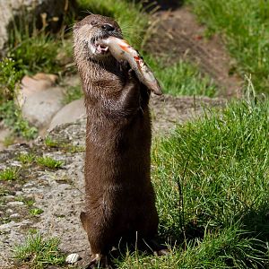 Oriental Small Clawed Otter