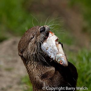 Oriental Small Clawed Otter