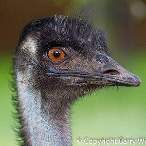 Emu