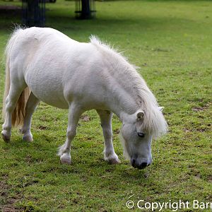 Miniature Shetland Pony