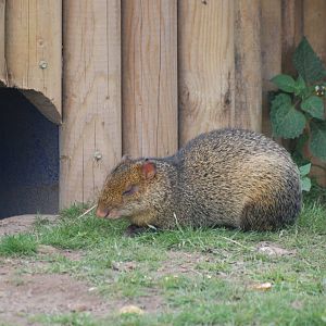 Azara's Agouti at Yorkshire WP, 07/08/11