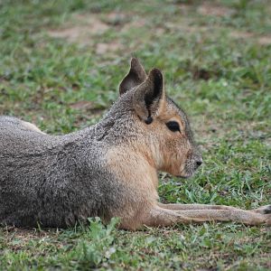 Patagonian Mara at Yorkshire WP, 07/08/11