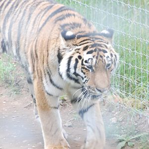 Amur Tiger at Yorkshire WP, 07/08/11