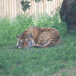 Amur Tiger at Yorkshire WP, 07/08/11