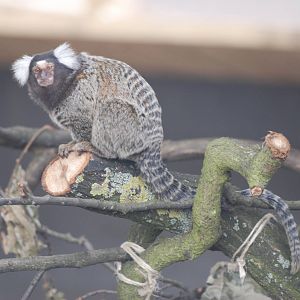 Common Marmoset at Yorkshire WP, 07/08/11