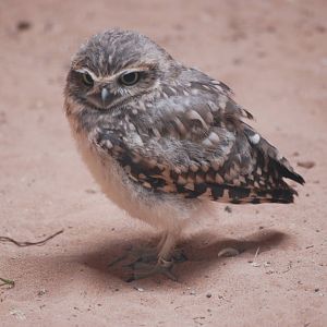 Burrowing Owl at Yorkshire WP, 07/08/11