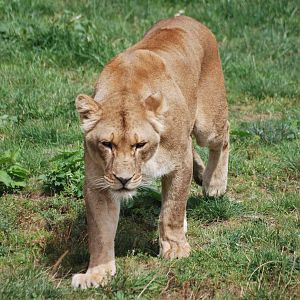 African Lioness at Yorkshire WP, 07/08/11