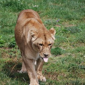 African Lioness at Yorkshire WP, 07/08/11