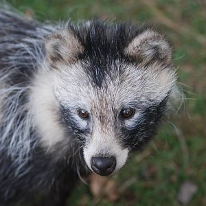Raccoon Dog at Yorkshire WP, 07/08/11