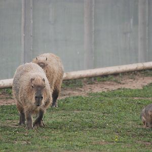 Capybara and Mara at Yorkshire WP, 07/08/11