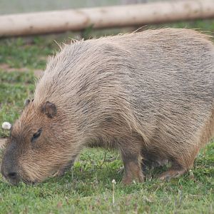 Capybara at Yorkshire WP, 07/08/11