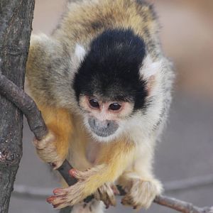 Squirrel Monkey at Yorkshire WP, 07/08/11