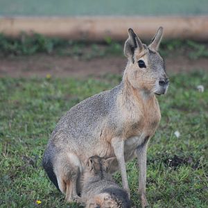 Patagonian Mara Suckling at Yorkshire WP, 07/08/11