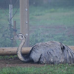 Greater Rhea at Yorkshire WP, 07/08/11