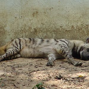 Striped Hyena (Hyaena hyaena)
