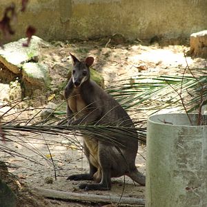 Male Red-legged Pademelon (Thylogale stigmatica)