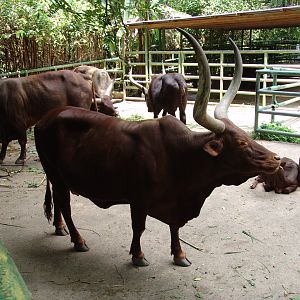 Ankole or Watusi Cattle