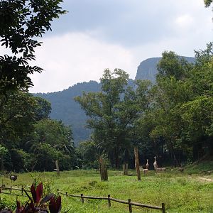 View over the African Savanne Enclosure