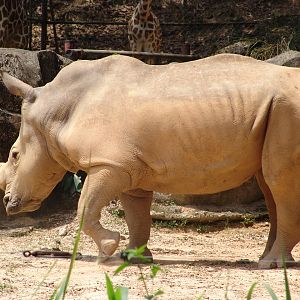 White or Square-lipped rhinoceros (Ceratotherium simum)