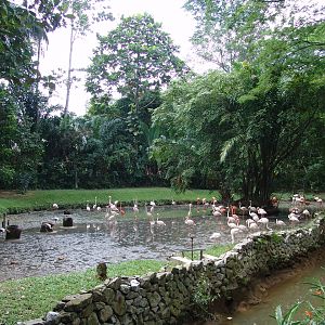 Enclosure of the Caribbean Flamingo (Phoenicopterus ruber) & Greater Fl
