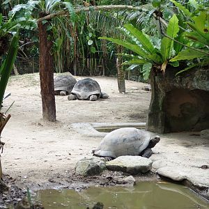 Aldabra tortoises (Aldabrachelys gigantea)
