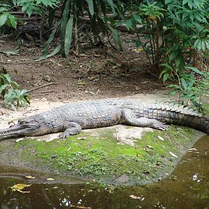 false gharial (Tomistoma schlegelii)