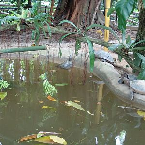 Giant Asian Pond Turtles (Heosemys grandis)