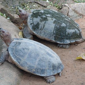 Giant Asian Pond Turtles (Heosemys grandis)