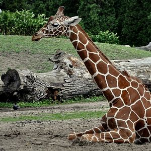 Żyrafa (Giraffa camelopardalis)