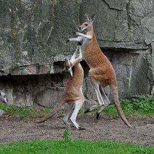 Kangaroos
