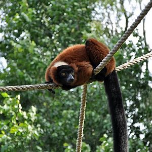 Lemur variegatus rubra ???