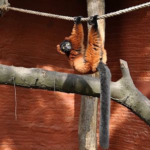 Lemur variegatus rubra ???
