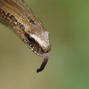Padalec zwyczajny (Anguis fragilis)