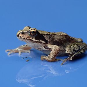 Żaba trawna (Rana temporaria)