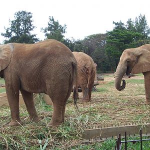African Elephants