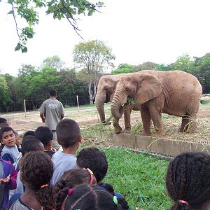 African Elephants