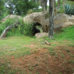 Gorilla Exhibit