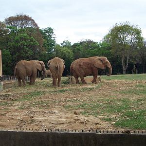 African Elephants