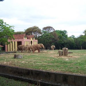African Elephants