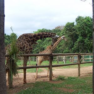 Giraffes