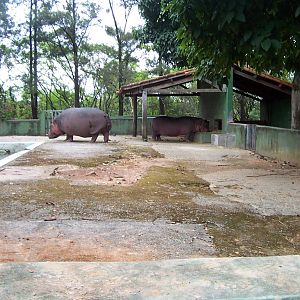 Hippos