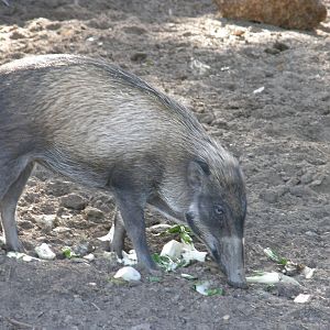 visayan warty pig