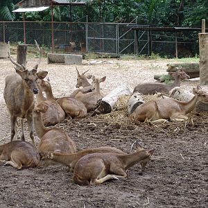 Javan Rusa or Sunda Sambar (Rusa timorensis)