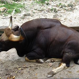 Male Indian Gaur (Bos gaurus gaurus)