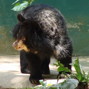 Asian black bear (Ursus thibetanus)